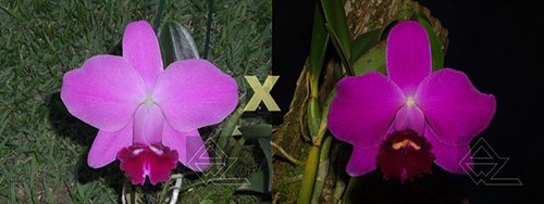 Laelia pumila ('Z-15' x 'Jungle')