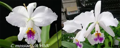 Cattleya mossiae semi-alba x sib ('HR3424' x 'Southern')