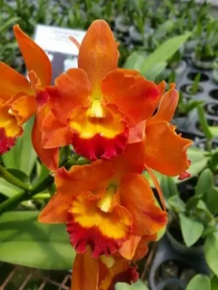 Potinara Miki Fire Ball (Pot. Kat E-Sun x Ctt. Little Fairy 'MIKI')