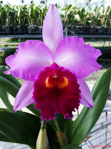 Laeliocattleya Dorothy Fiene 'Sydney'