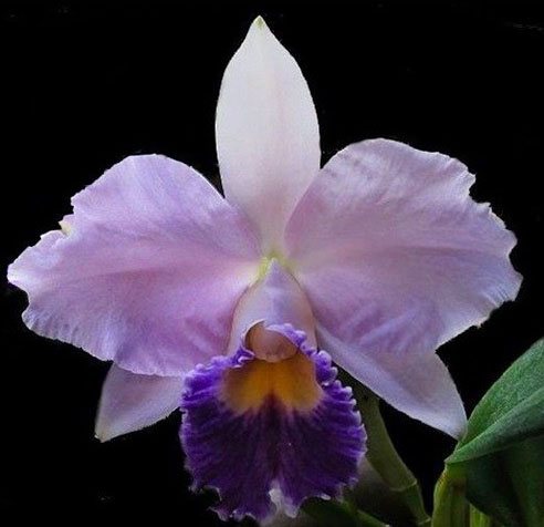 Laeliocattleya Hiroshima Melody 'Blue Genie'