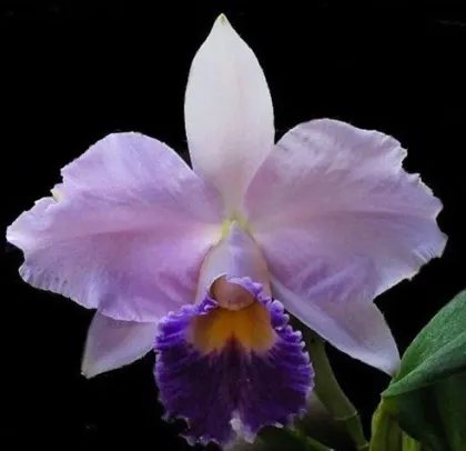 Laeliocattleya Hiroshima Melody 'Blue Genie'