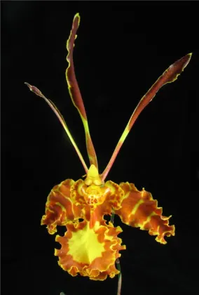 Psychopsis Mariposa