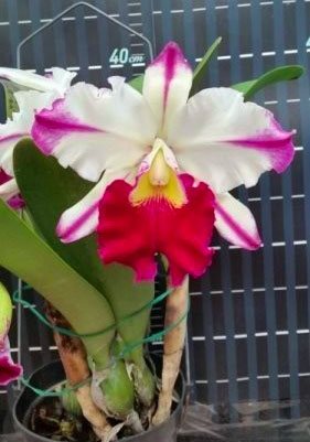 Brassolaeliocattleya Ann Cleo (MC)