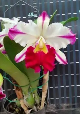 Brassolaeliocattleya Ann Cleo (MC)
