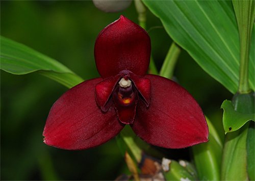 Lycaste Maria Liz