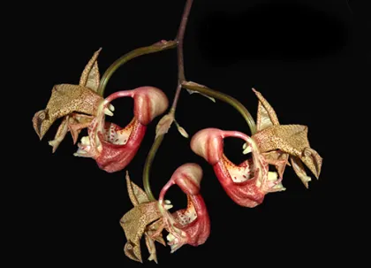 Coryanthes mastersiana