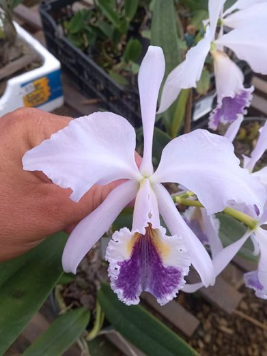 Cattleya labiata coerulea x self