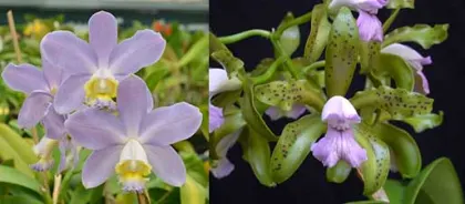 Cattleya Gaudii coerulea (loddigesii coerulea x leopoldii coerulea)