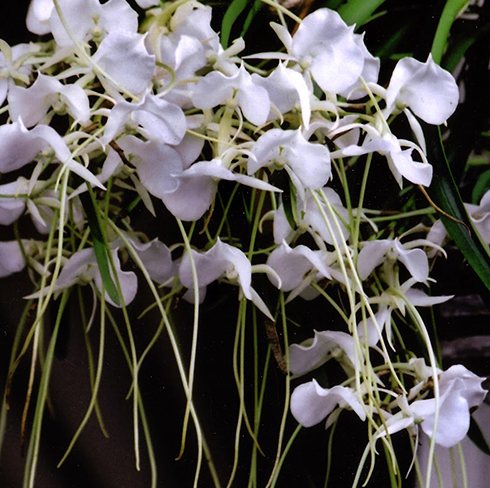 Angraecum Longiscott