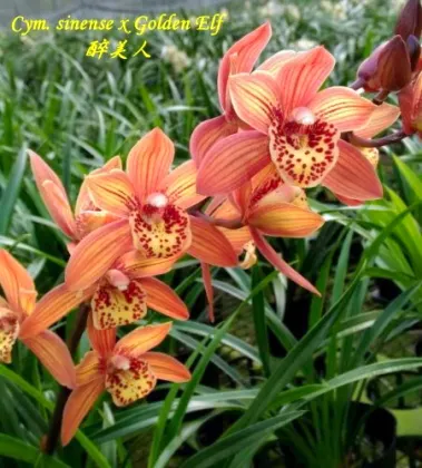Cymbidium sinense x Golden Elf