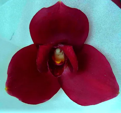 Lycaste Chita Impulse 'GV525'