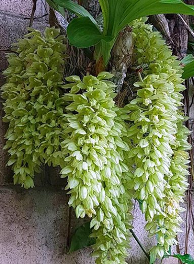 Clowesia russelliana 'Jumbo'