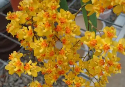 Oncidium Twinkle 'Golden #3'