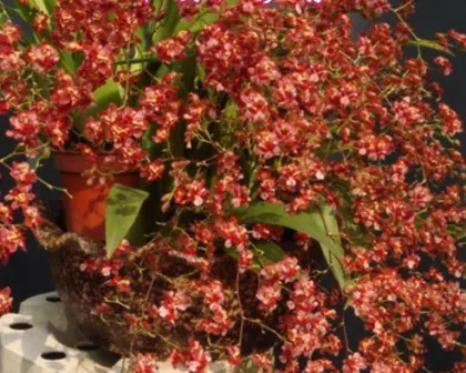 Oncidium Twinkle 'CT-Red Fantasy'