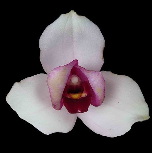 Lycaste skinneri '375' x Sunray