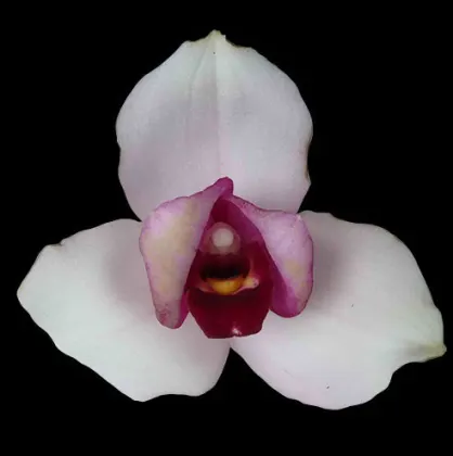 Lycaste skinneri '375' x Sunray