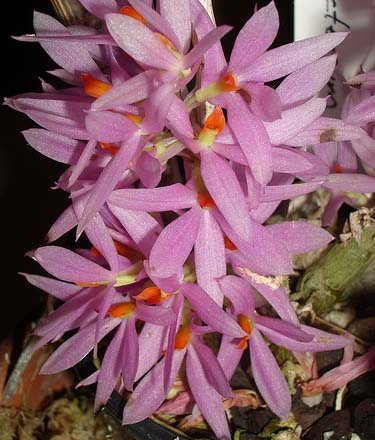 Dendrobium bracteosum