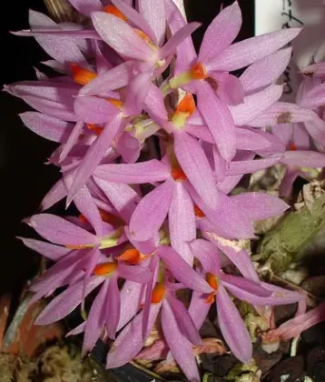 Dendrobium bracteosum