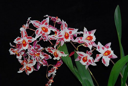 Oncidium Aidita Tosi