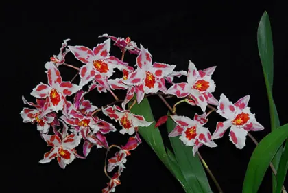 Oncidium Aidita Tosi