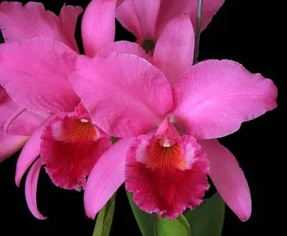 Cattleya labiata rubra integra orlata x labiata rubra integra orlata pincelada