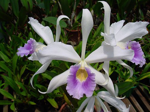 Laelia purpurata mandayana