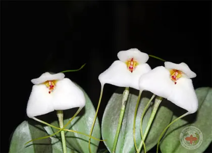 Masdevallia andreettana