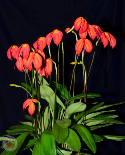 Masdevallia ignea