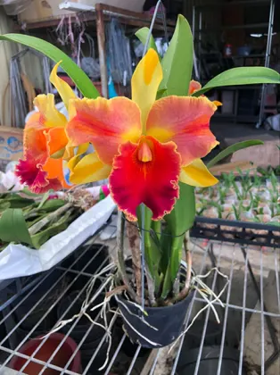 Rhyncholaeliocattleya Amazing Thailand 'Magican'