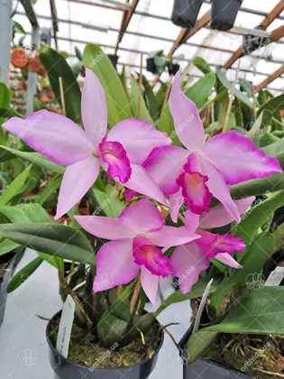 Laeliocattleya Rubescent Atreus 'Pinky'