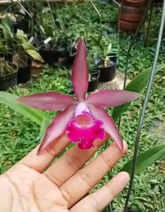 Myrmecophila tibicinis x Brassavola nodosa