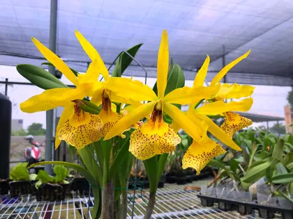 Brassocattleya Keowee 'Wings of Fire'