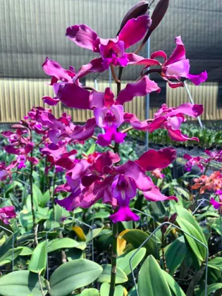 Cattleya schilleriana x Myrmecophila tibicinis
