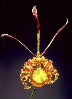 Psychopsis papilio