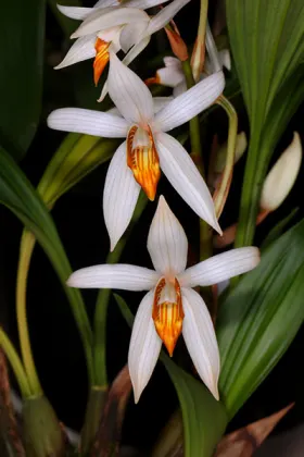 Coelogyne pachystachya