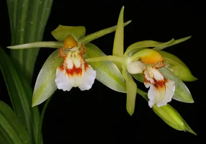 Coelogyne loheri
