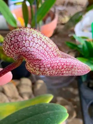 Bulbophyllum arfakianum