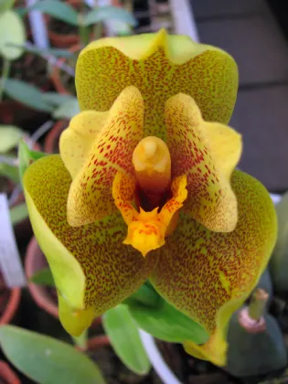 Angulocaste Aurora