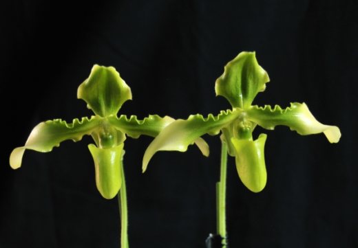 Paphiopedilum hirsutissimum var esquirolei fma viride 'Rico' SM-DOG