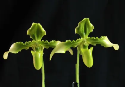 Paphiopedilum hirsutissimum var esquirolei fma viride 'Rico' SM-DOG
