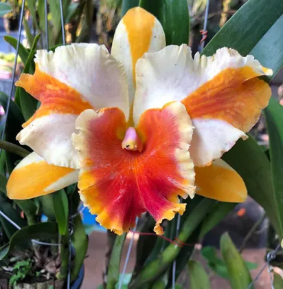 Rhyncholaeliocattleya Amazing Thailand 'Gold Star'