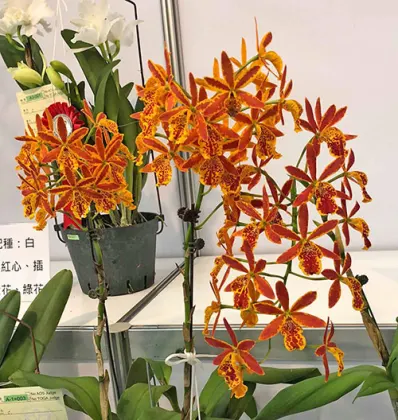 Epicatanthe Volcano Trick 'Volcano Queen'
