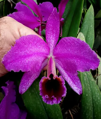 Cattleya percivaliana 'Remolacha' var marmorada