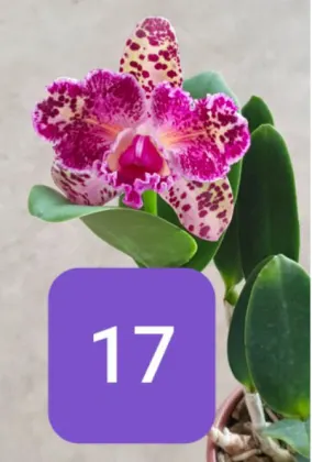 Brassolaeliocattleya Durigan Aquarius Tetraploide #17