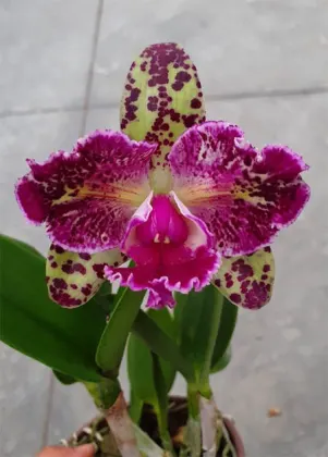 Brassolaeliocattleya Durigan Aquarius Tetraploide #14