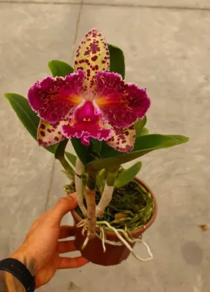 Brassolaeliocattleya Durigan Aquarius Tetraploide #11