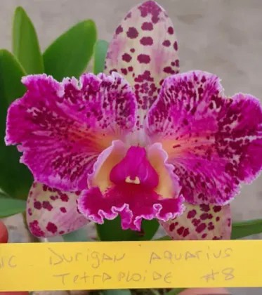 Brassolaeliocattleya Durigan Aquarius Tetraploide #8