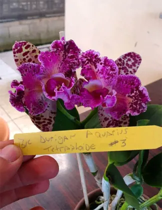 Brassolaeliocattleya Durigan Aquarius Tetraploide #3