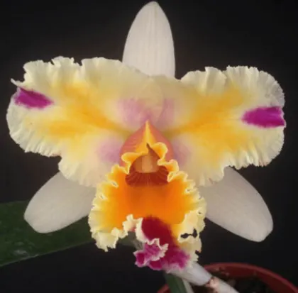 Laeliocattleya Lina Juliato